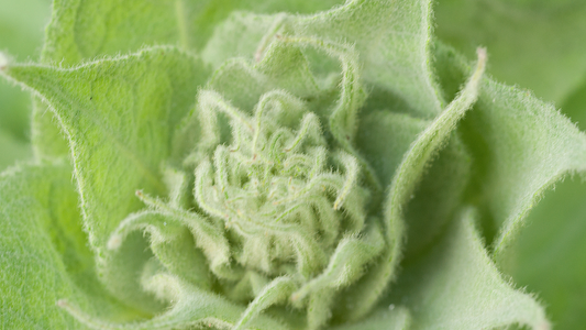 The Natural Wonders of Mullein: Benefits and Intake Methods